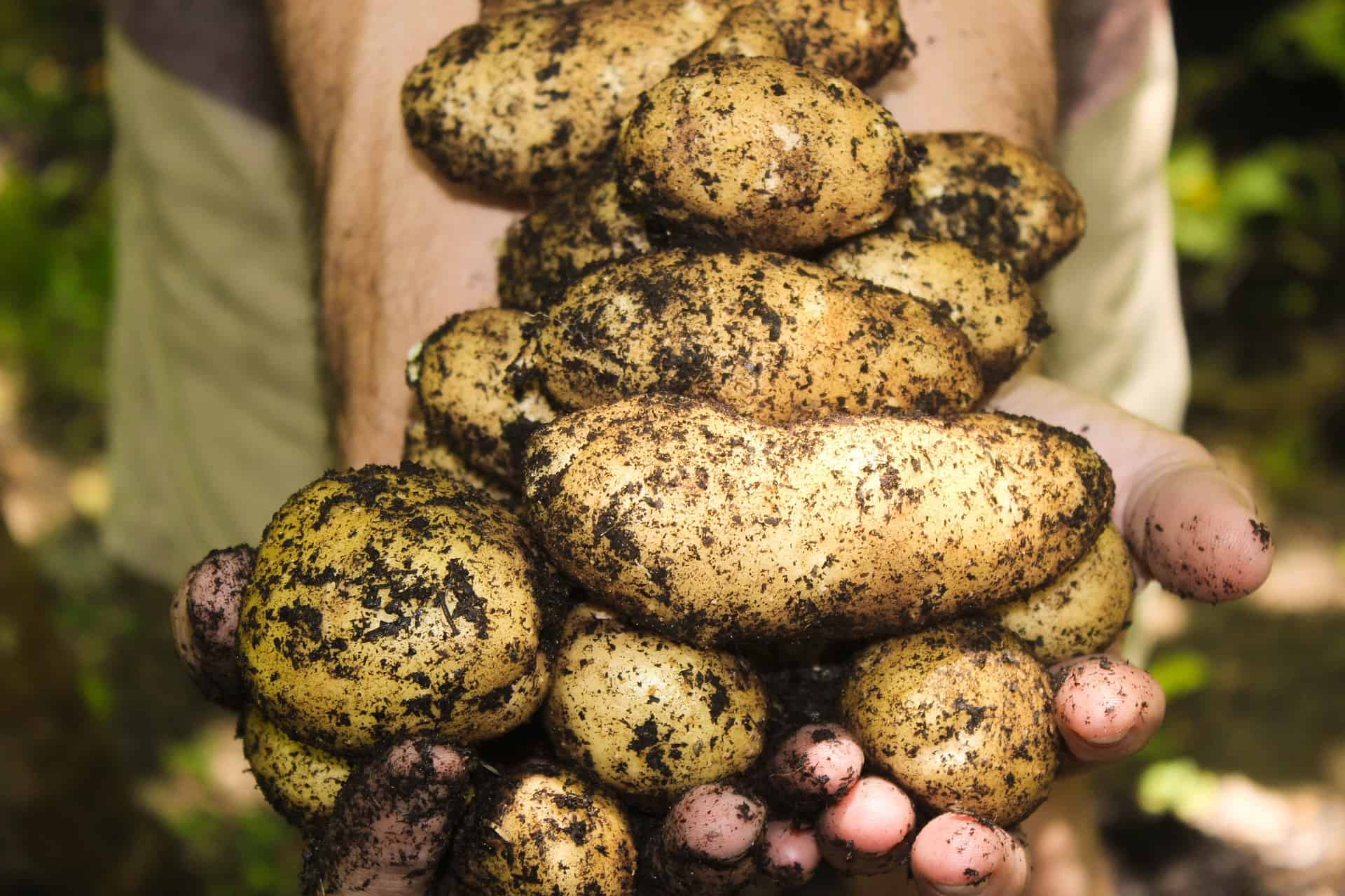 2 Hands Showing Some Fresh Pick Potatoes